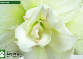 hippeastrum Whinym ® (3)